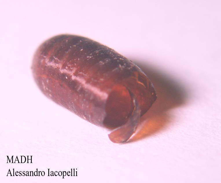 nascita strana